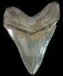 Serrated, Megalodon Tooth - Georgia #70043-2